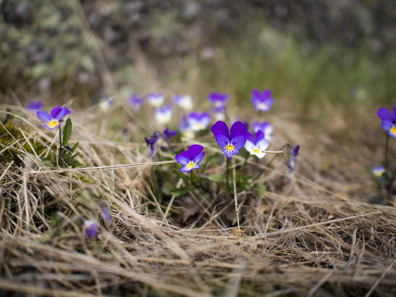 Viola tricolor - laag groeiende - bodembedekkende -vlinderplanten - inheems